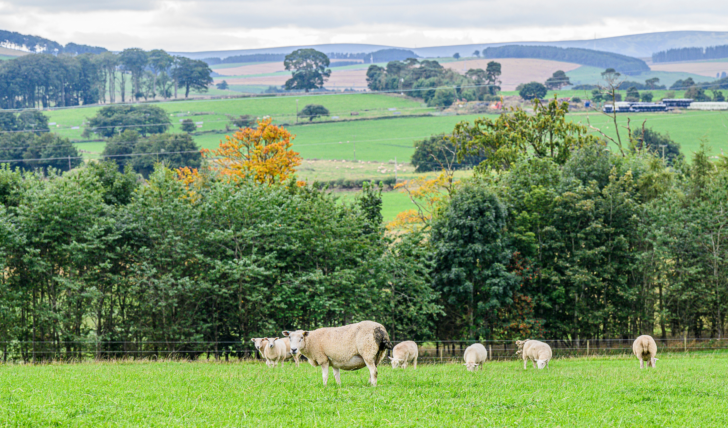Free help to central belt farmers to branch out into tree planting