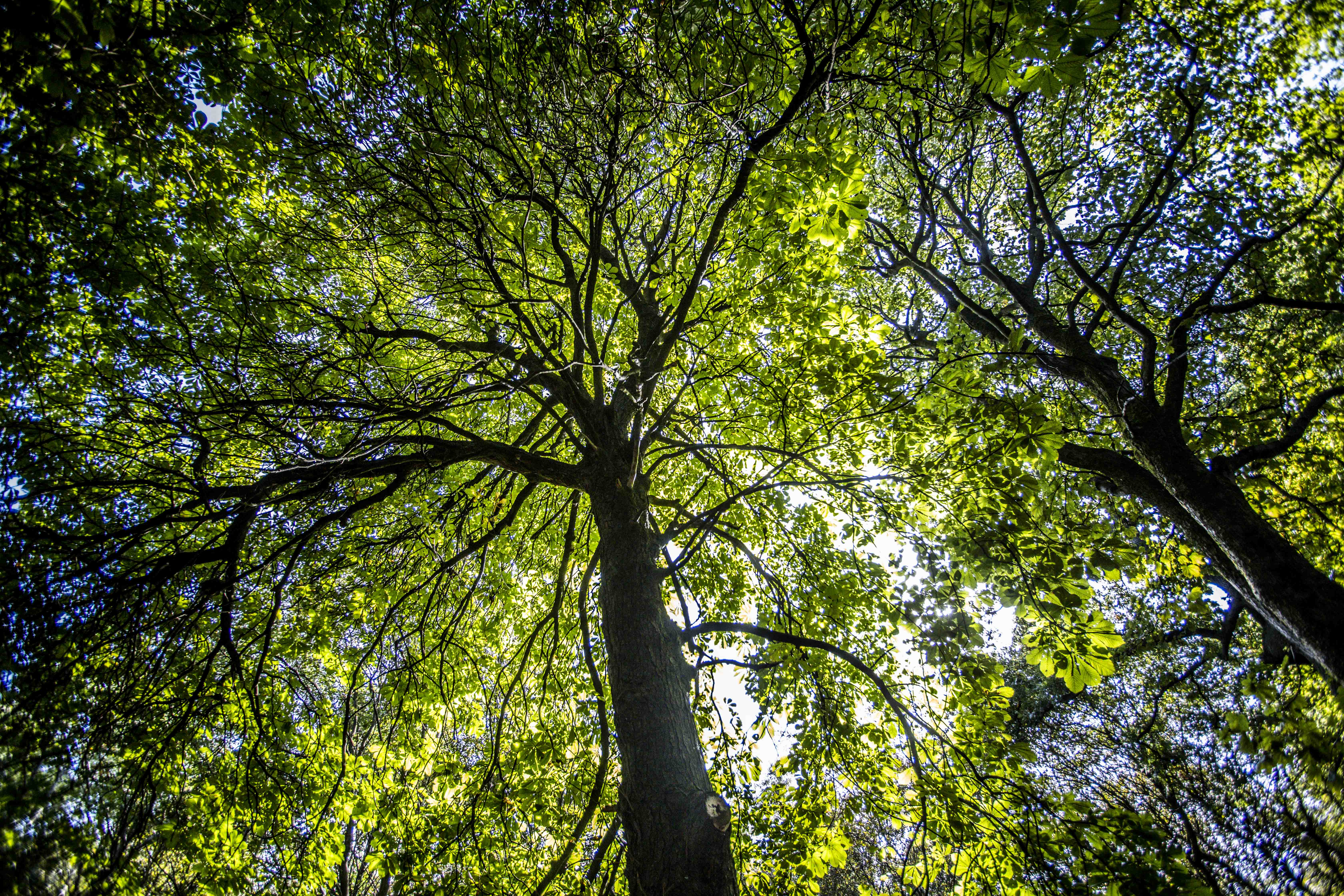 Public want to see more trees to tackle climate change