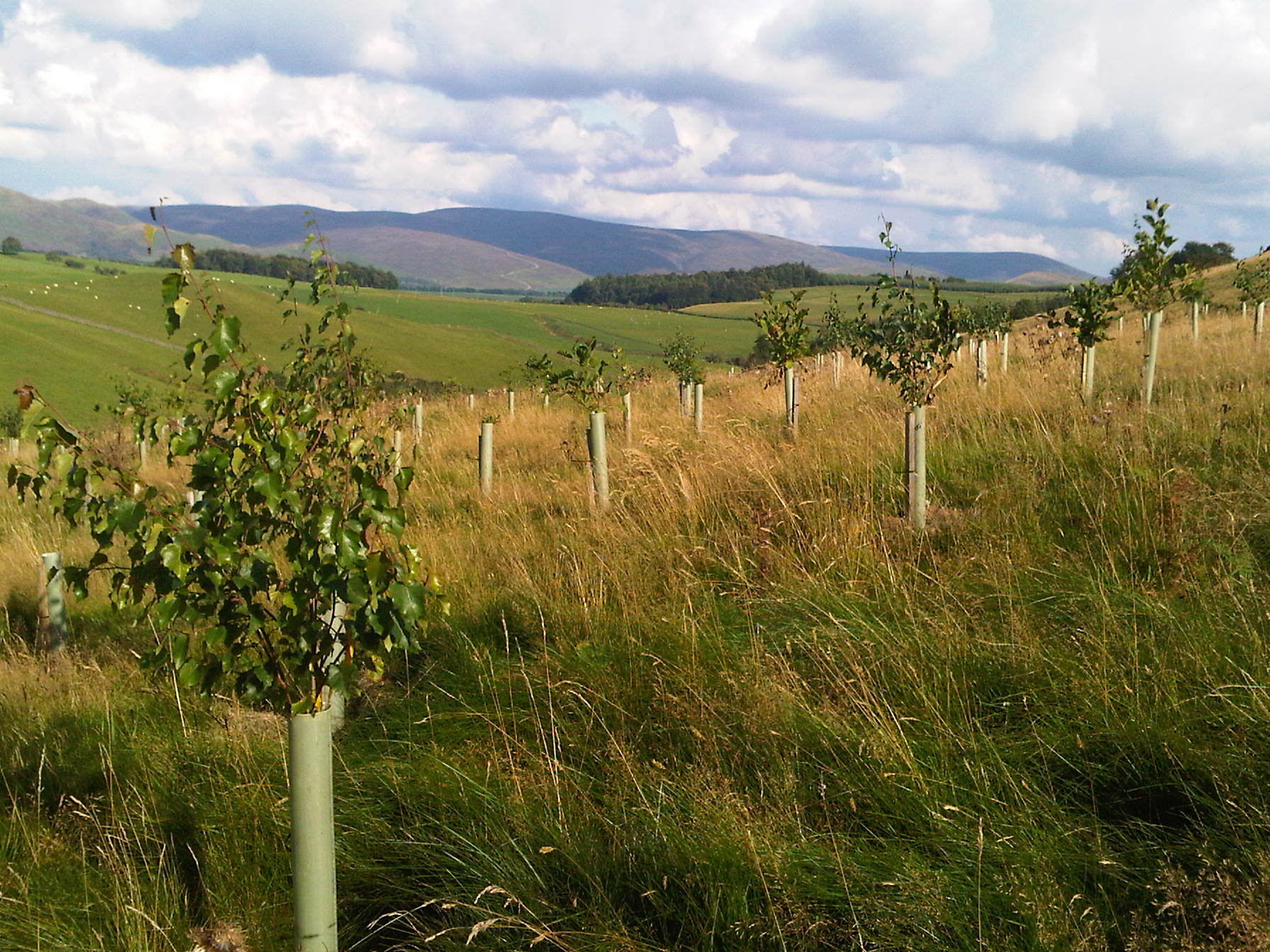 Forestry loan to help small scale woodland projects