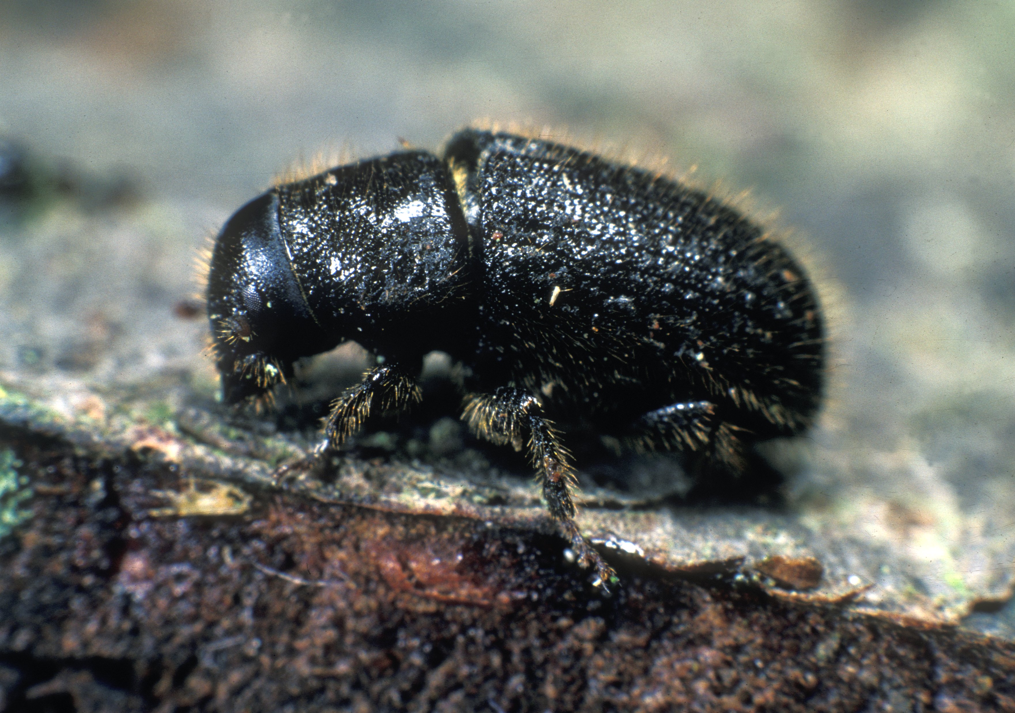 Beetle restrictions will allow trade to continue with Ireland