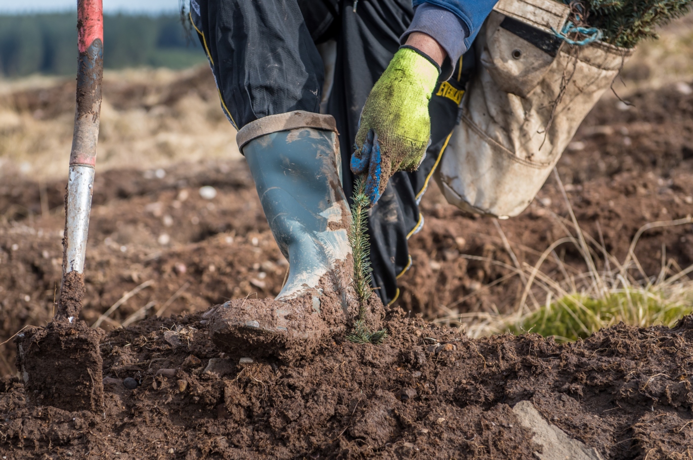 Blog: New woodland stats – a more in-depth look