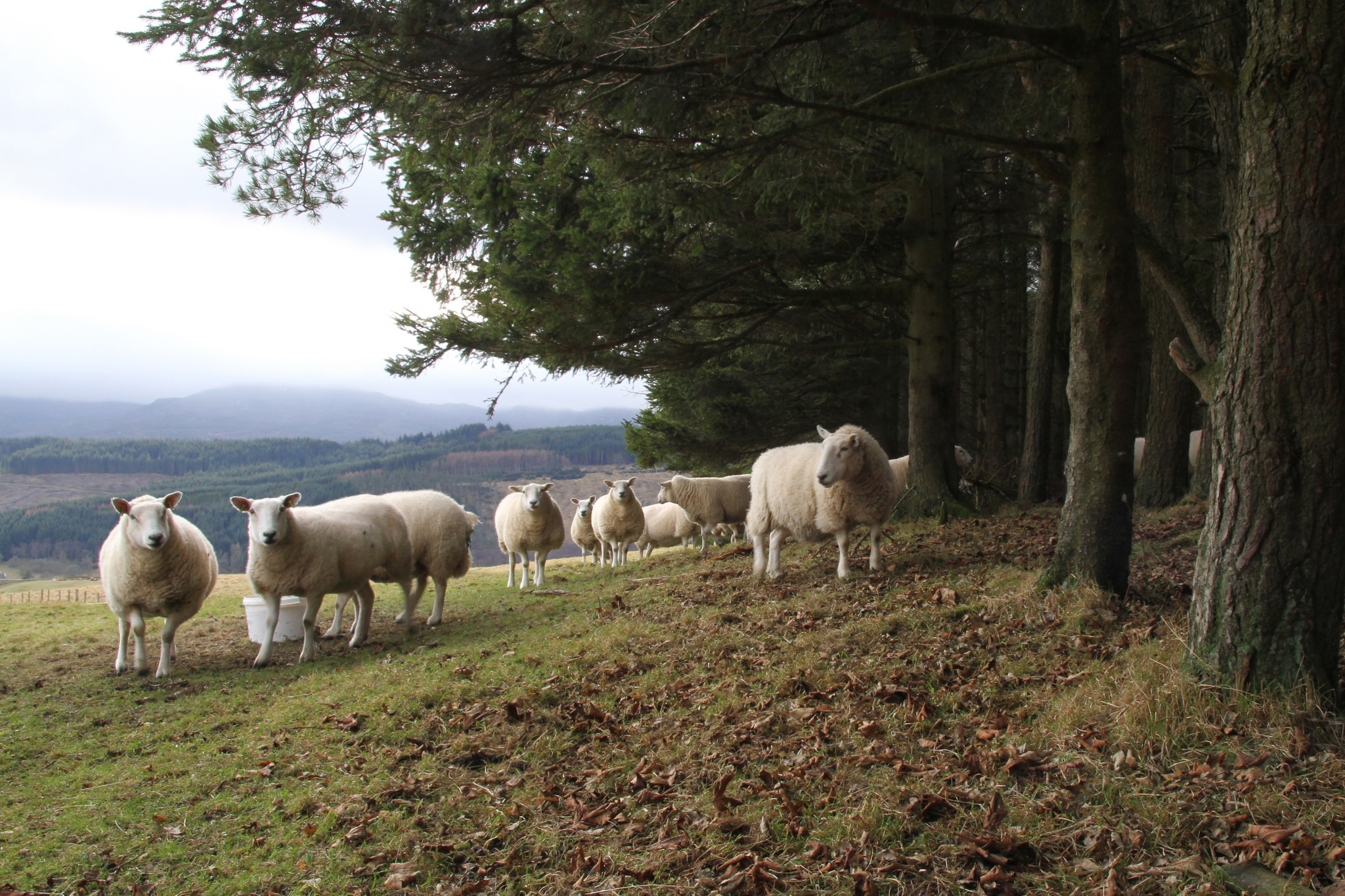 Farmers encouraged to find out about woodland creation grants at Biggar Show