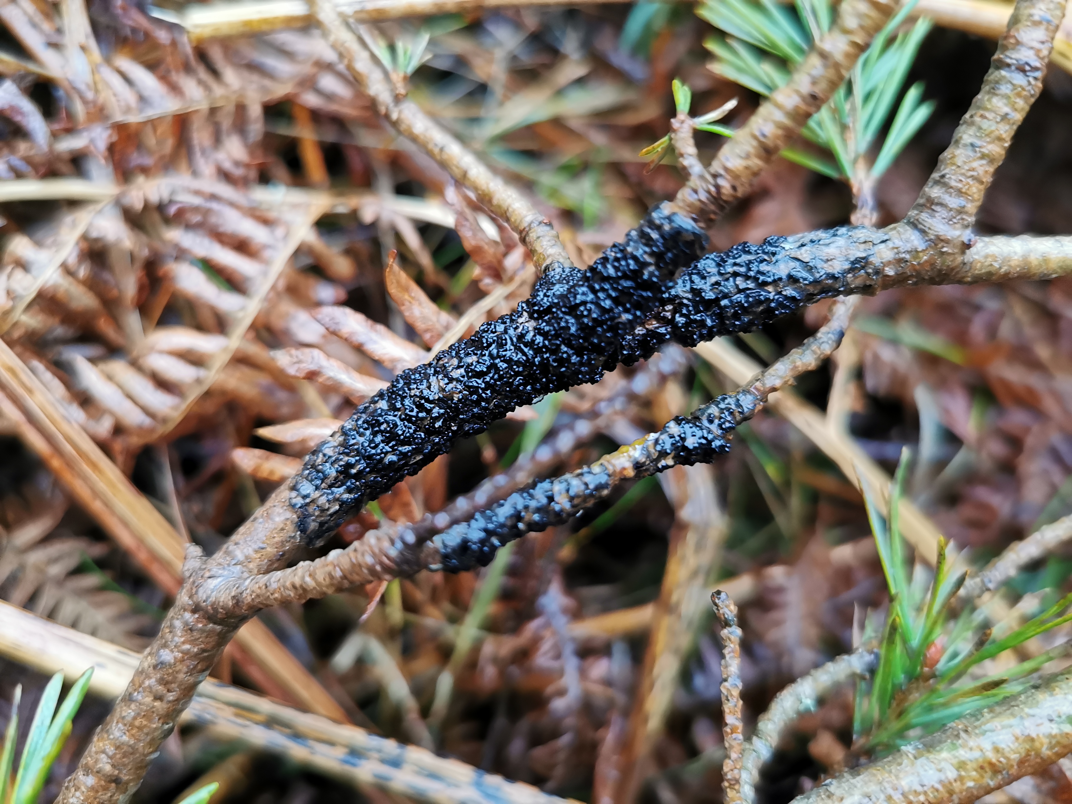 Ewan Purser Curreya pithyophila