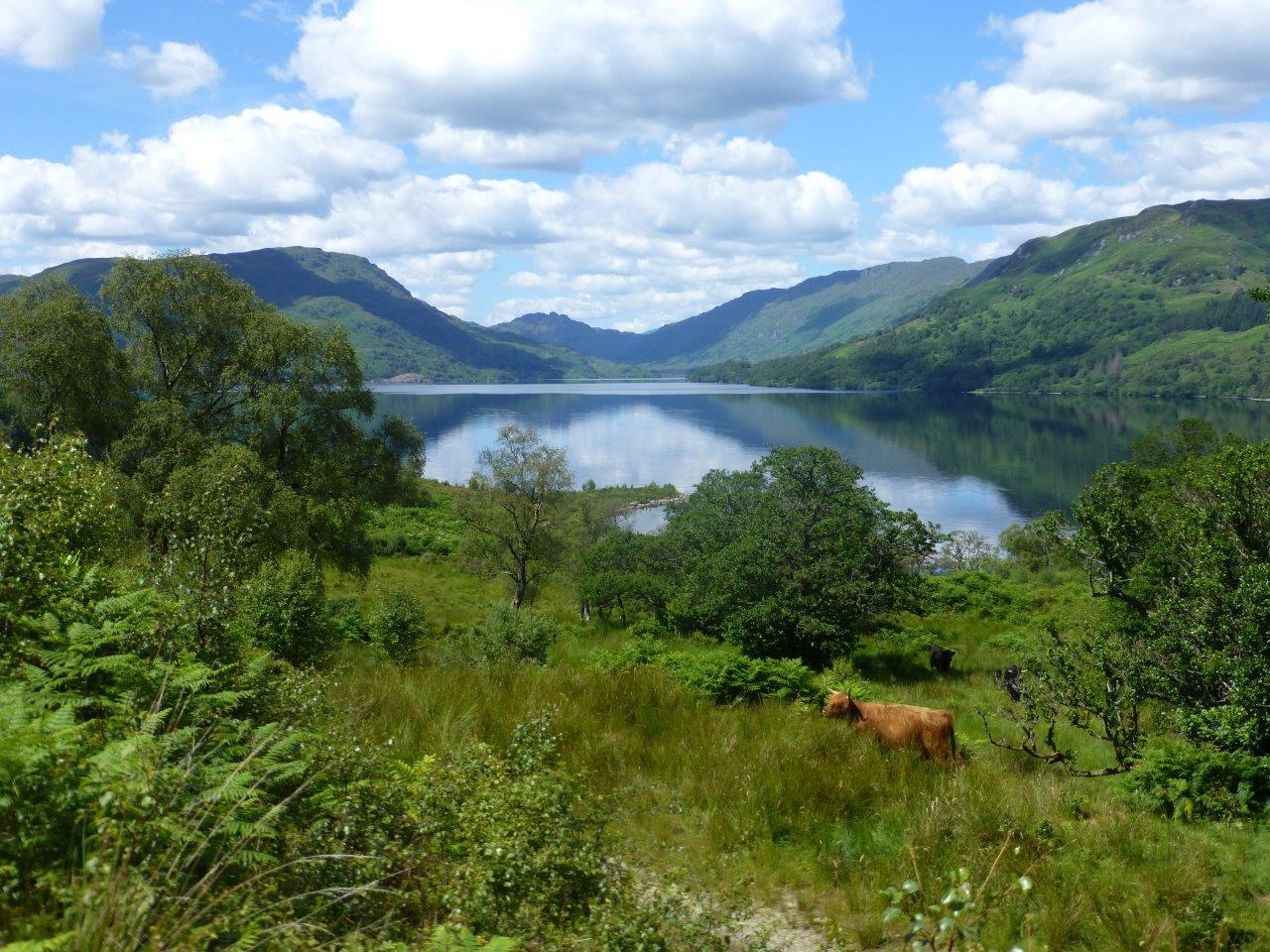 Crofters invited to discuss tree planting