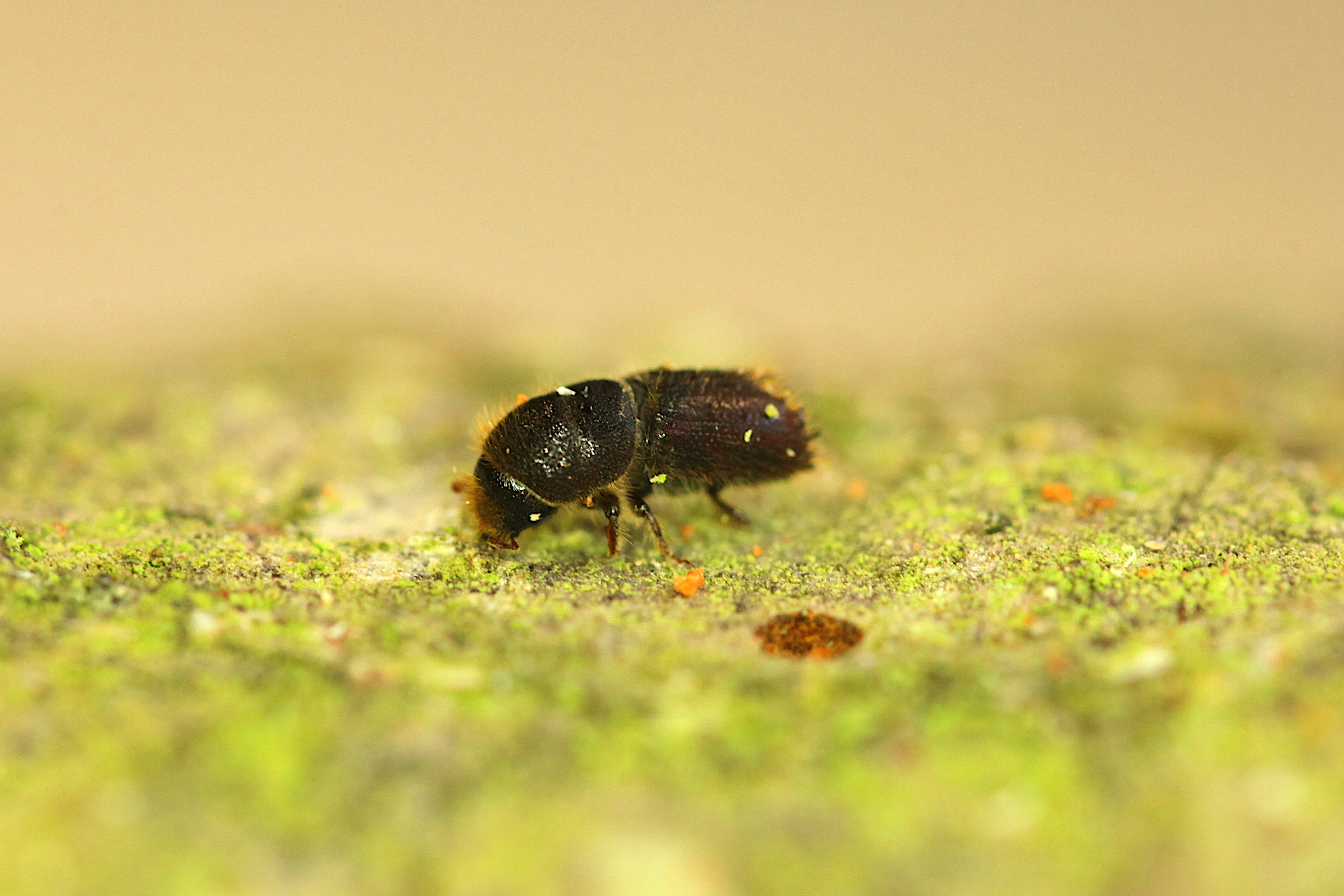 Pause of Scottish log exports to Ireland following finding of Ips Cembrae beetles at Irish port