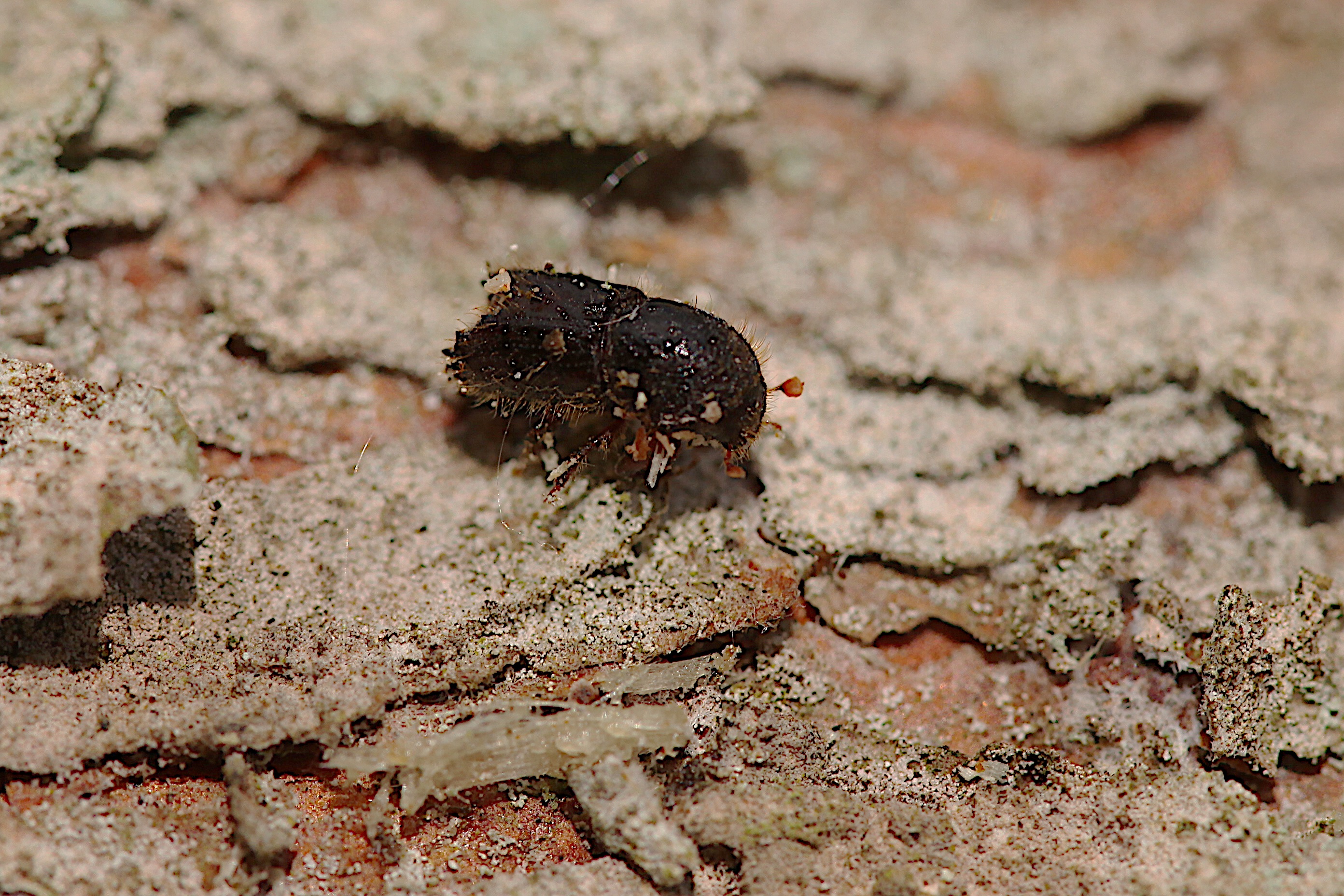 Ips typographus jpg Max Blake Forest Research