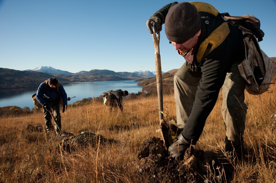 High levels of woodland creation recorded in Scotland