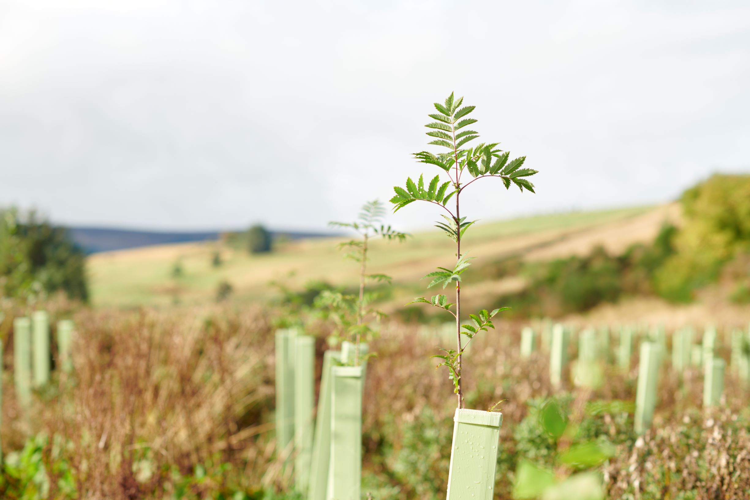 Forestry grant rates increase to help tackle inflation