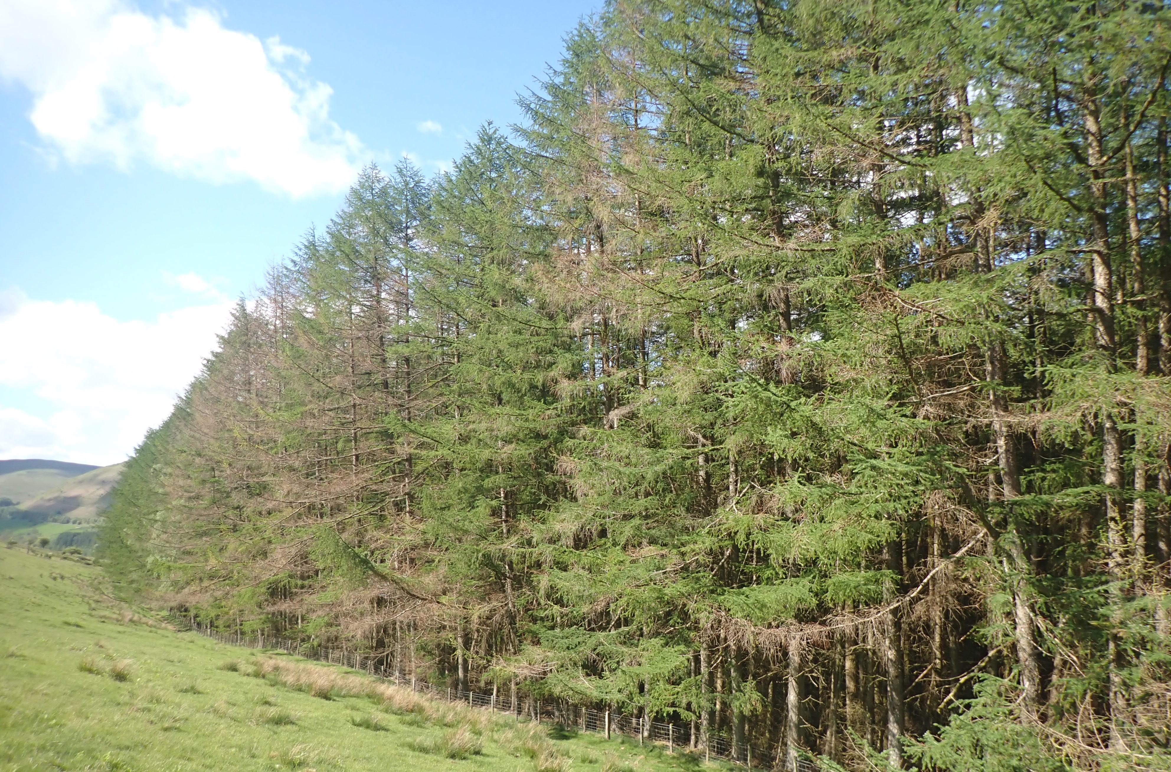 Revised P Ramorum Action Plan published