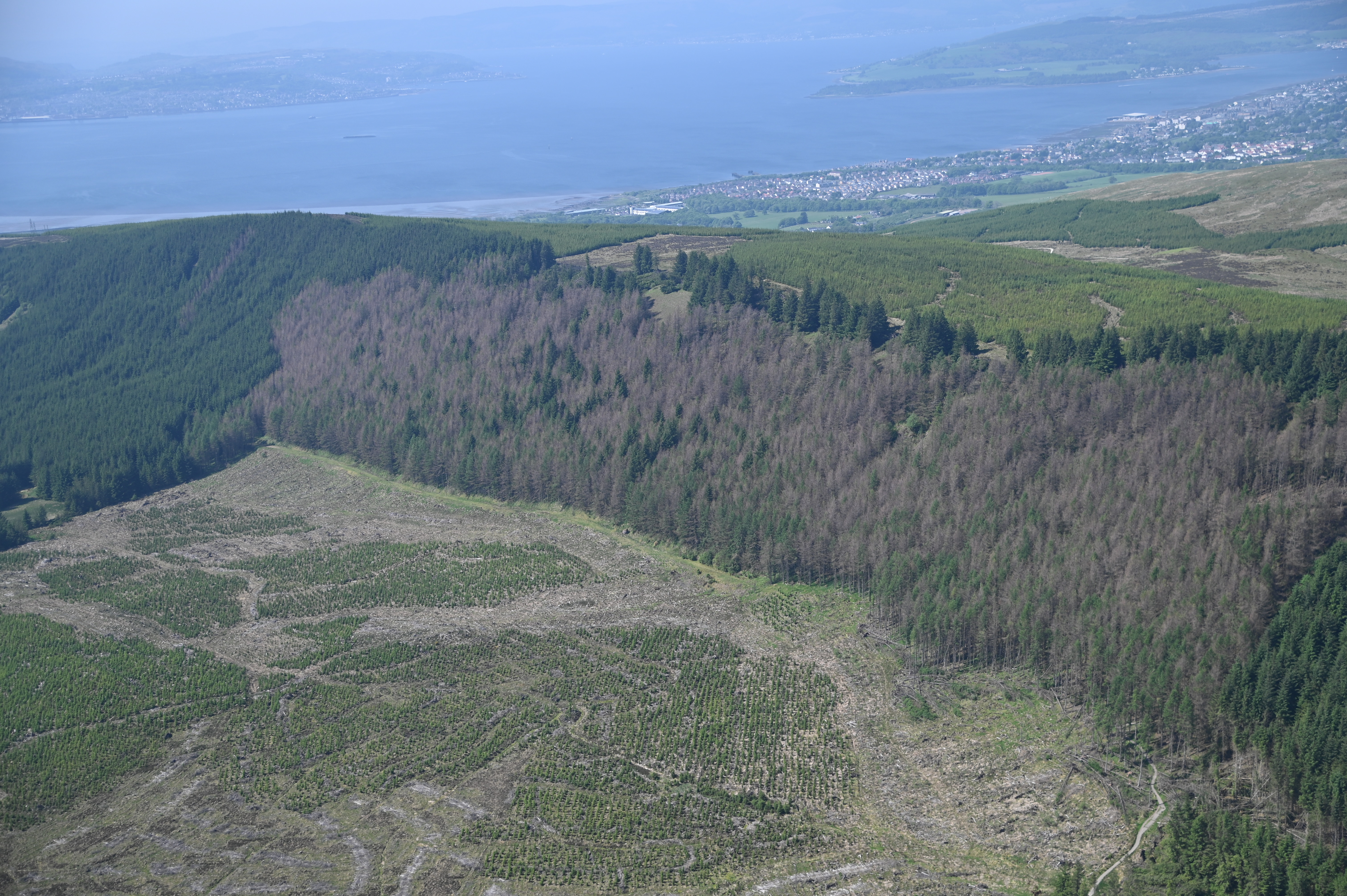 Over one million hectares surveyed for tree diseases