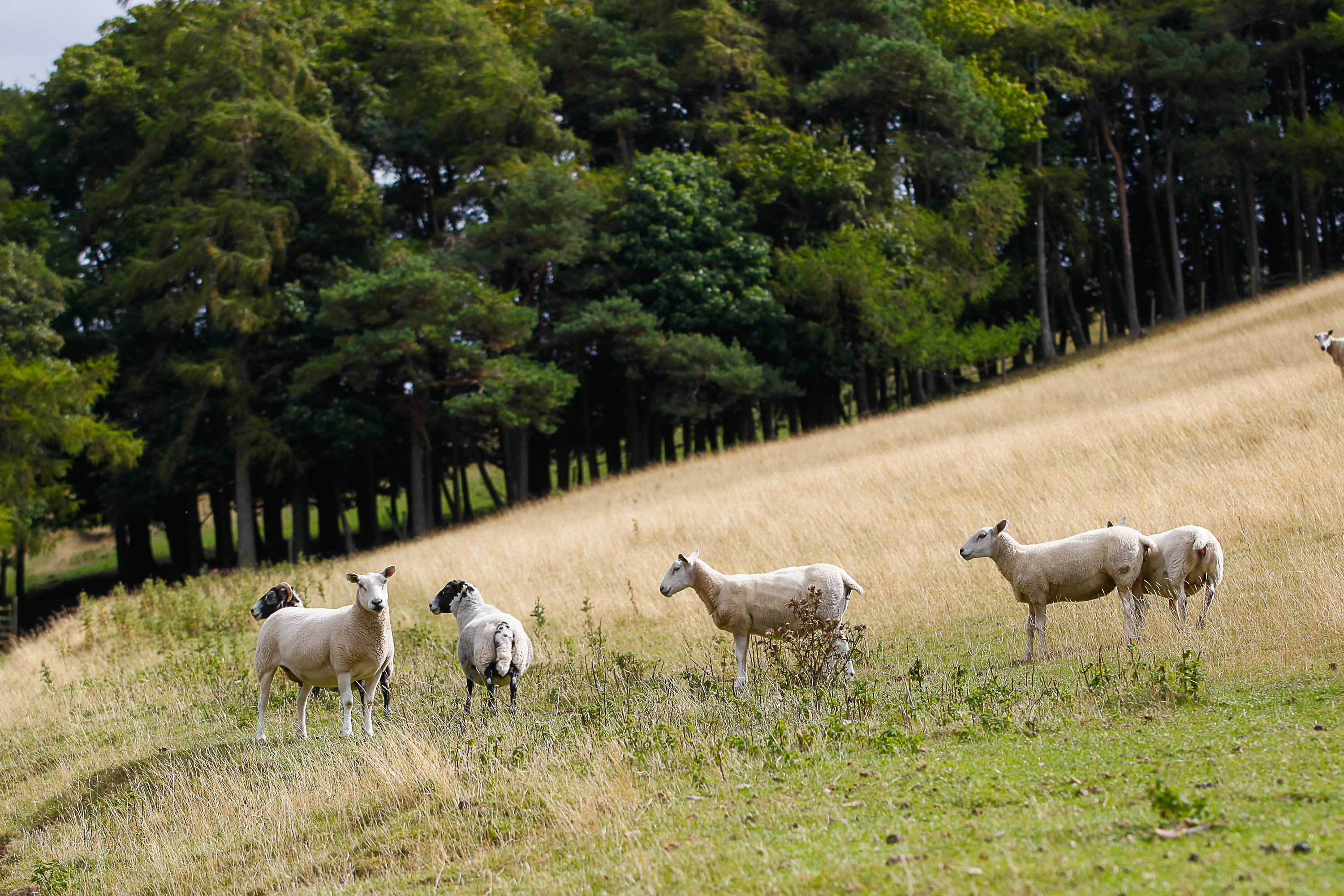 Free help to central belt farmers to branch out into tree planting