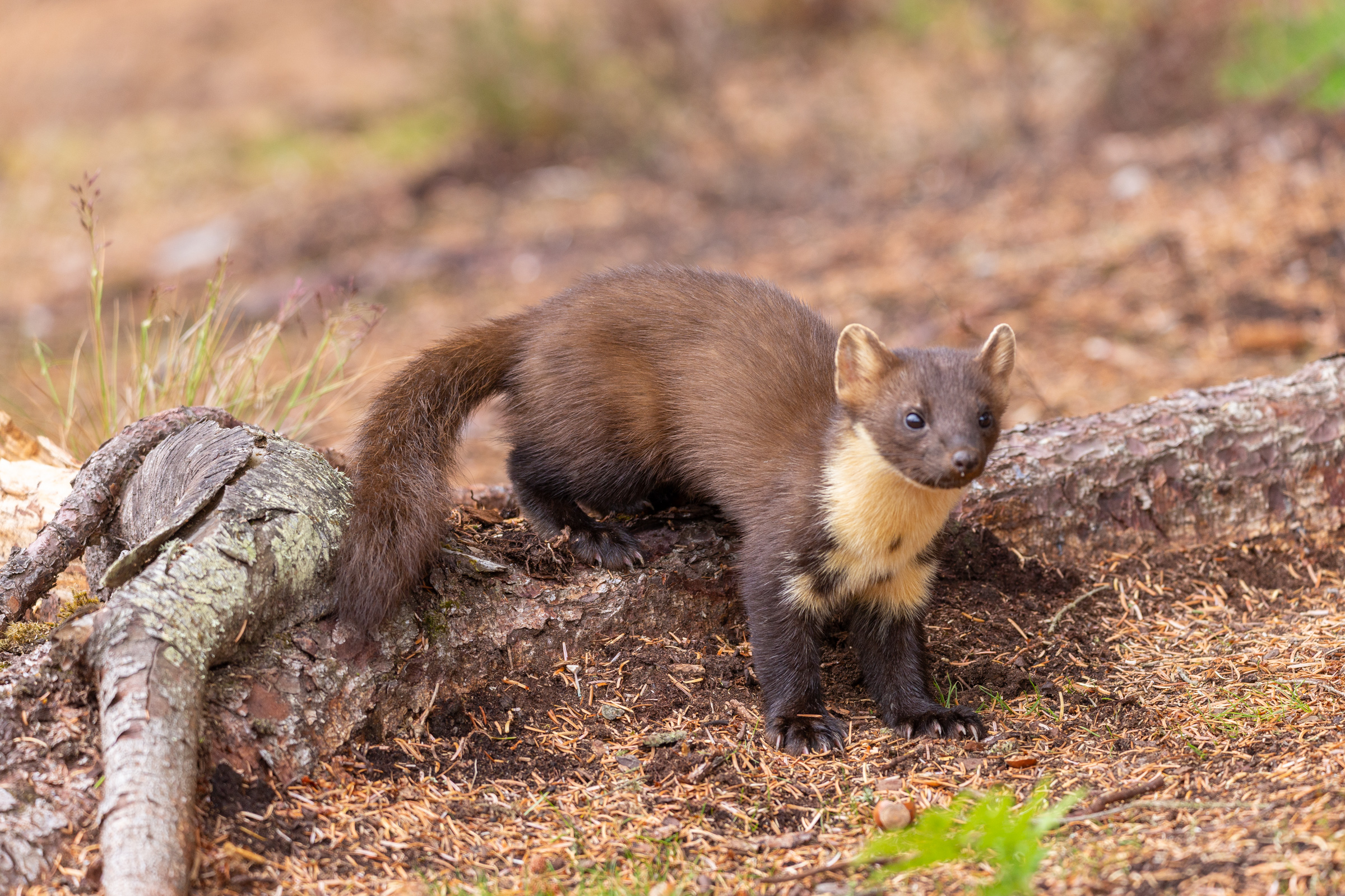 Pine marten 45 1 002