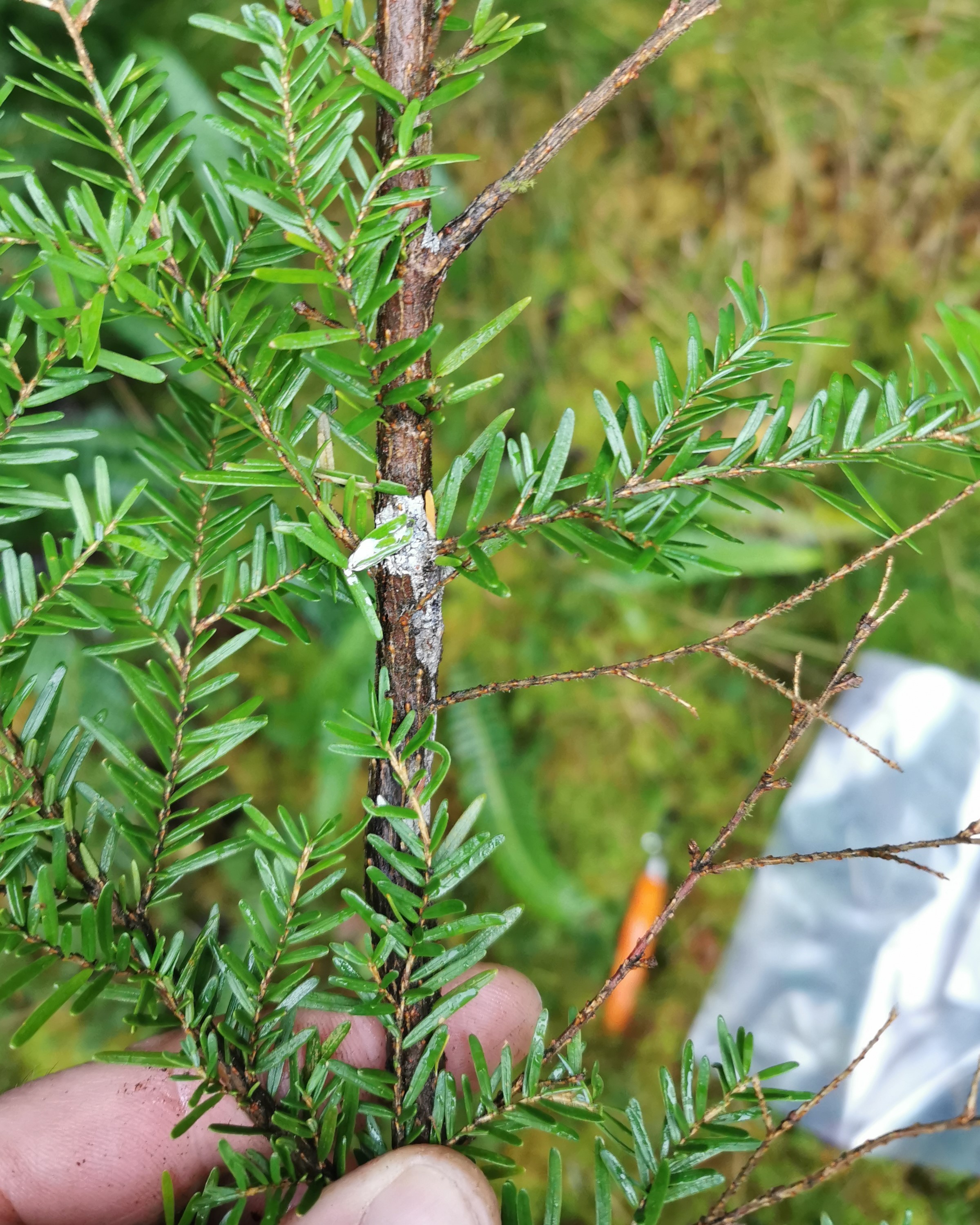 Restrictions on felling and timber movement to be lifted following disease risk assessment