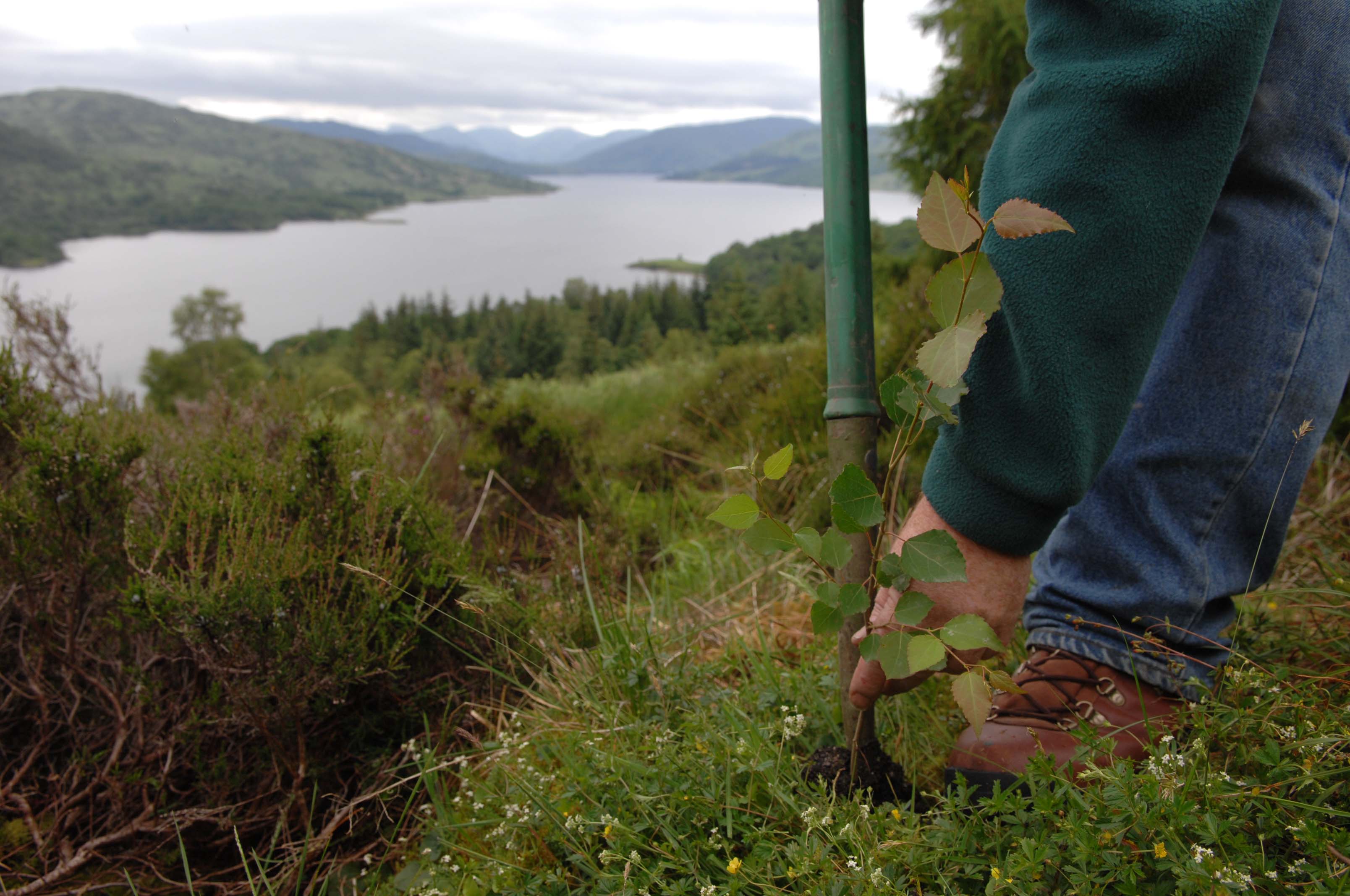 Blog: new additionality rules for the Woodland Carbon Code