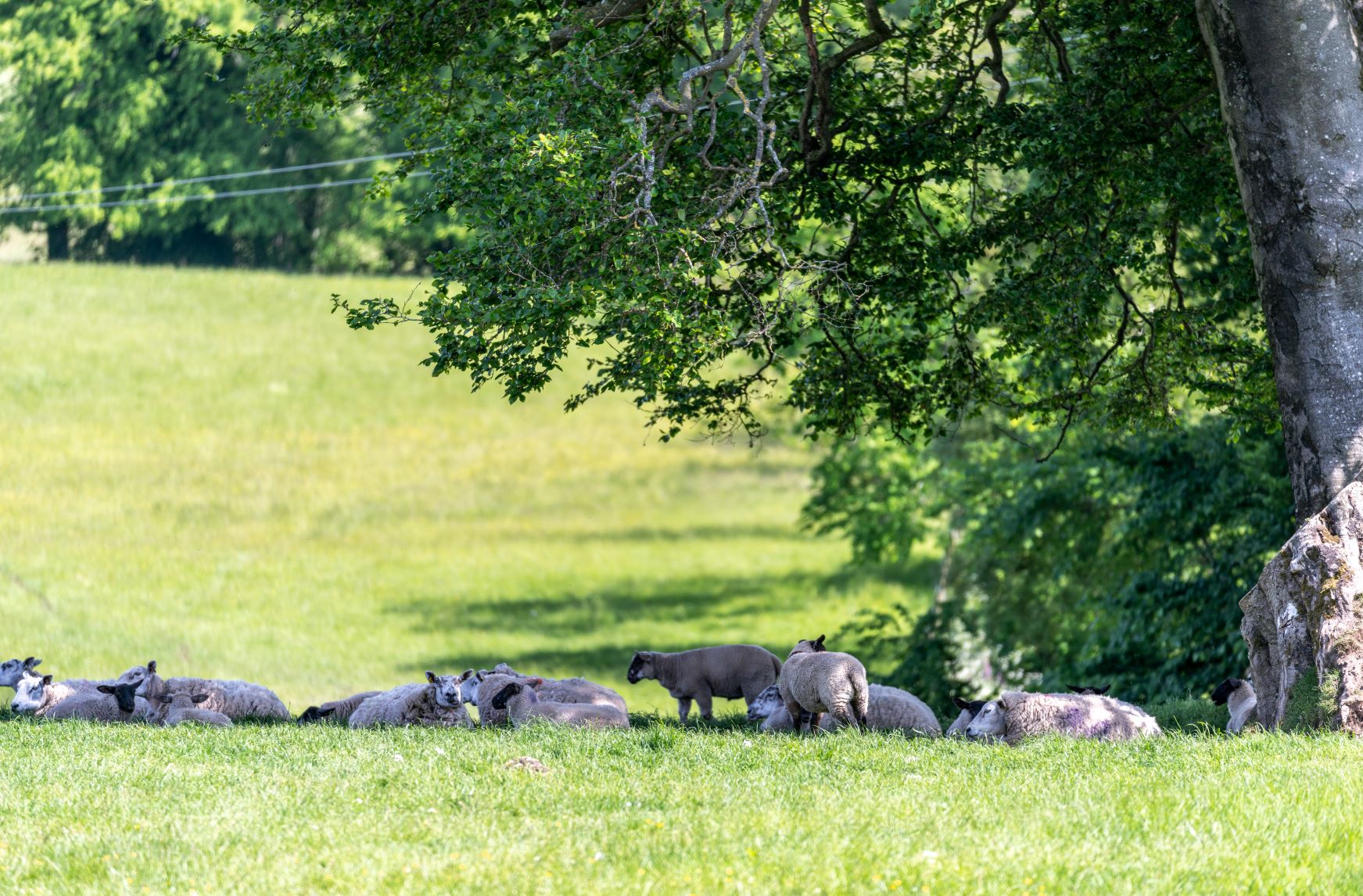 X Ewes lambs shade resize