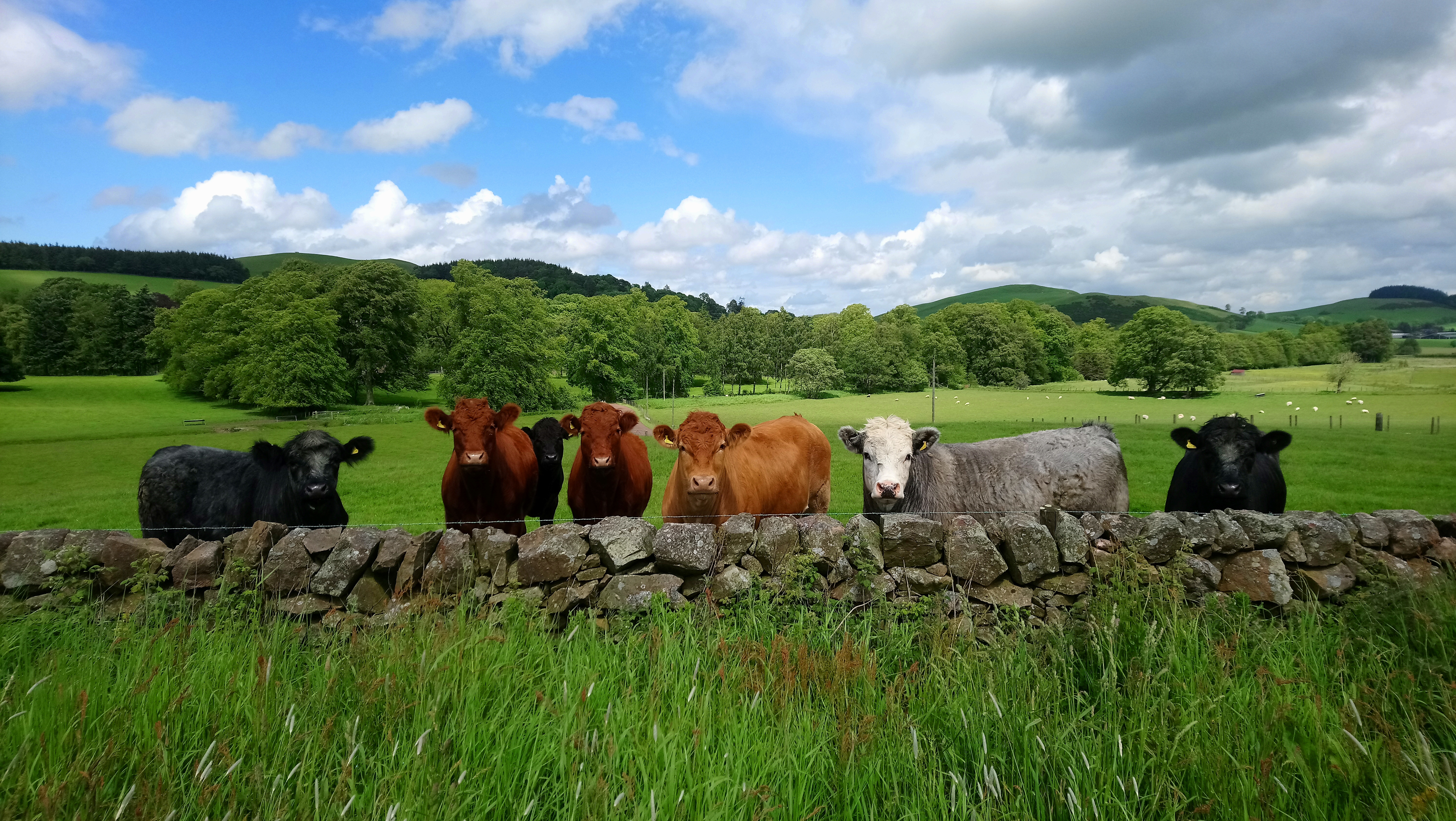 Host farmers and crofters sought for tree planting network