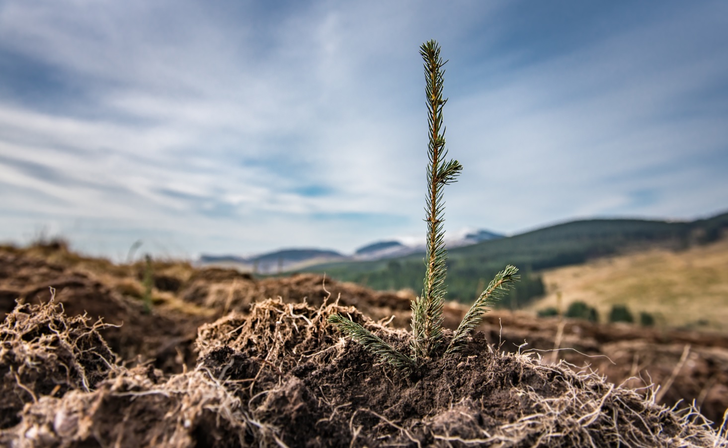 Seedling in ground