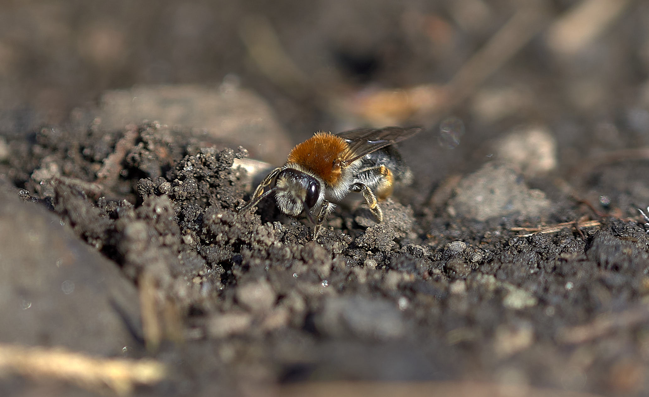 World Bee Day 