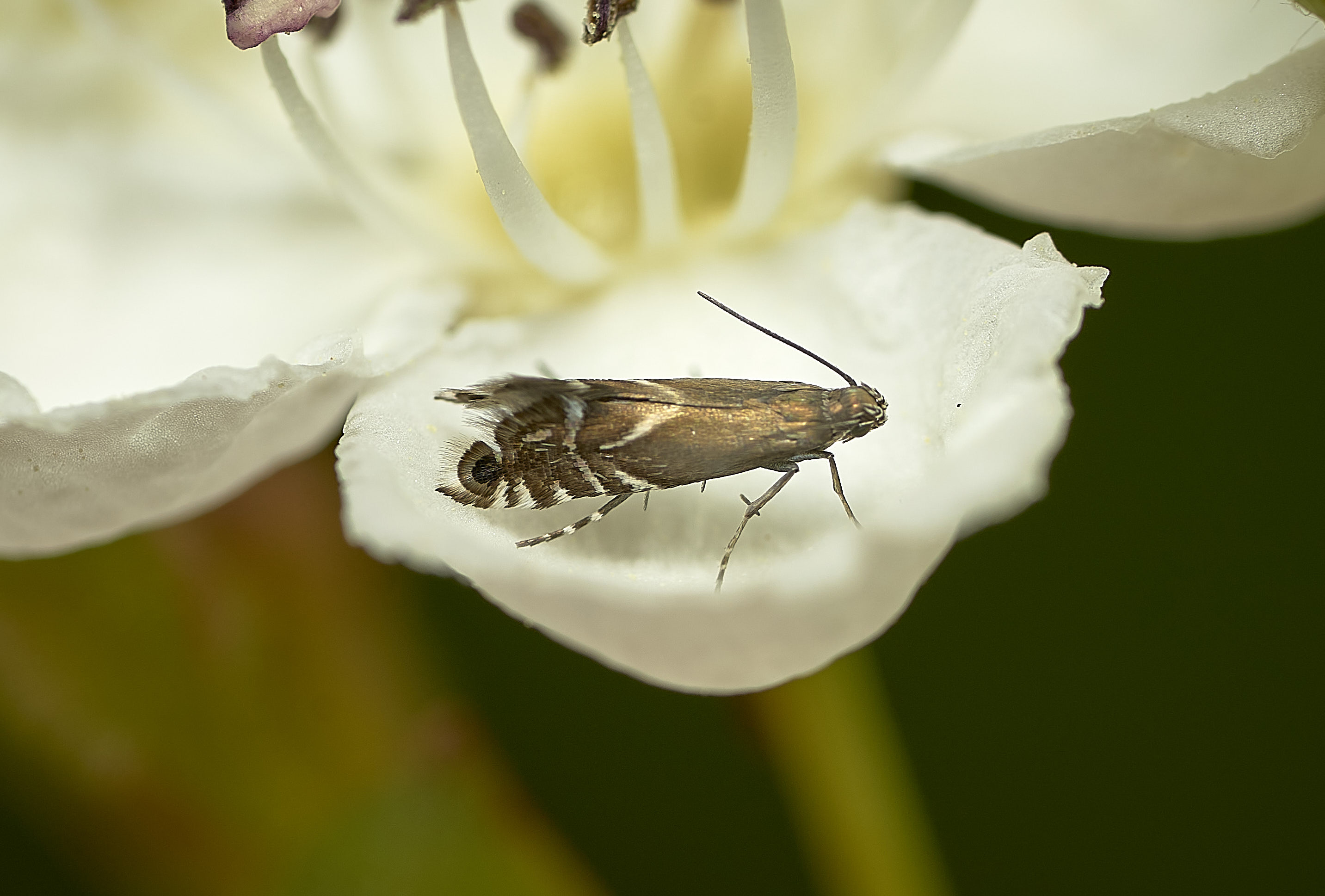 pic 4 micro moth