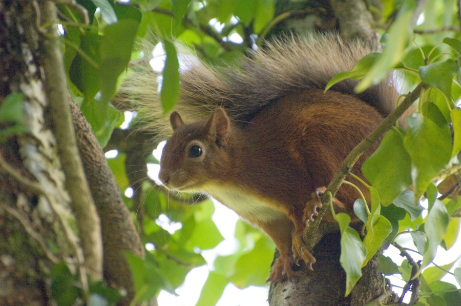 redsquirrel