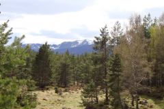 Woodland Expansion